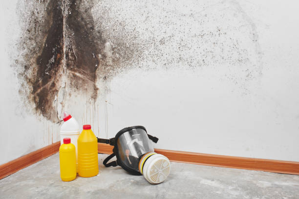 Best Mold Removal Company Near Me  in Riverse, ID