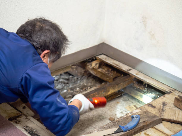 Best Commercial Mold Removal  in Riverse, ID