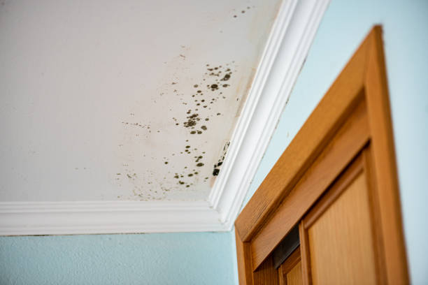 Home Mold Removal in Riverside, ID