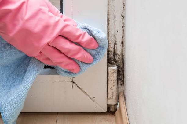 Professional Mold Removal in Riverside, ID
